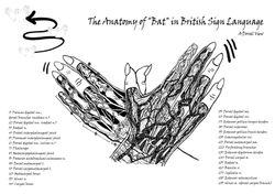 Hand Dissection Digital Drawing