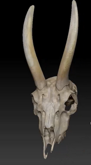 a close up of a skull with horns on a black background