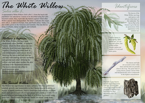 a poster of a white willow tree with information about it