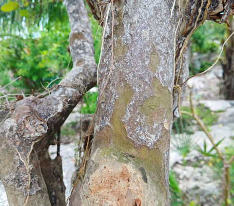 Pigeon Plum Trunk
