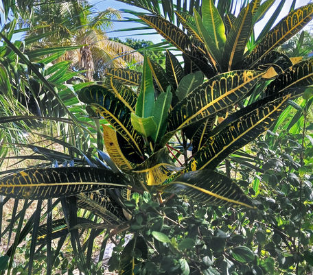 Croton is yellow and green variegated leaves with some green leaves (far away shot)