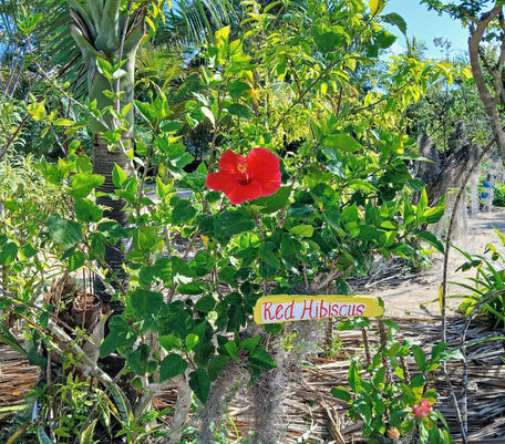 Red Hibiscus shrub (whole plant)