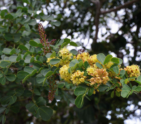 Log Wood (Flowers)