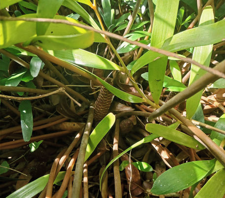 Long Island Coontie Cone
