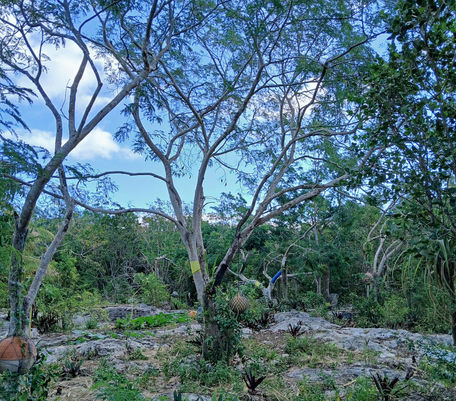 Wild Tamarind (whole tree)