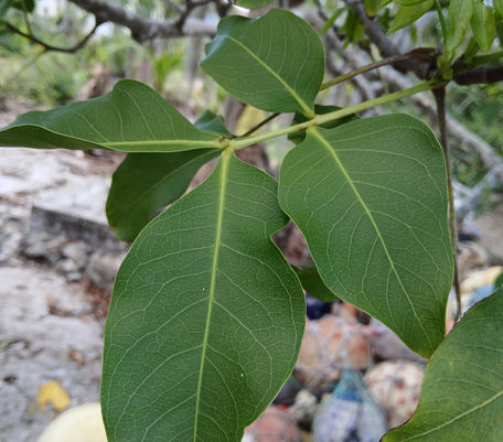 Spanish Lime leaves (close up)