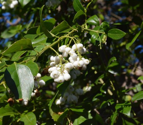 Snow Berry with white fruit (close up)