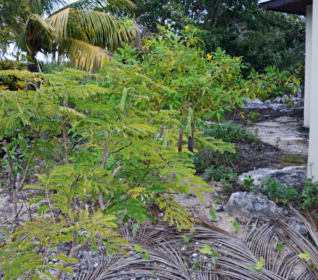 Pride of Barbados (Whole Plant)