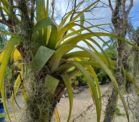 Wild Pineapple 