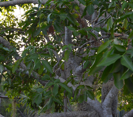 Spanish Lime Tree (close up)