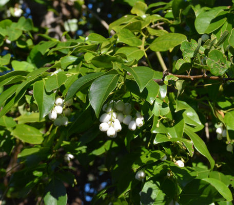 Snow Berry with white fruit