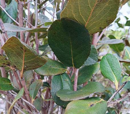 Feather Bed leaves up close. 
