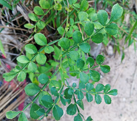 Wild Lime leaves