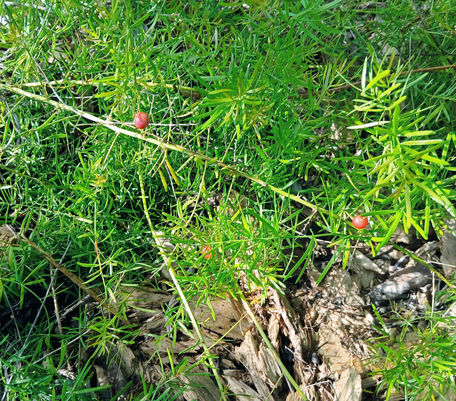 Asparagus Fern with fruit