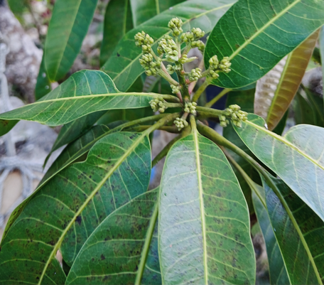 Mango (small inflorescence)