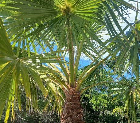 Mexican Fan Palm