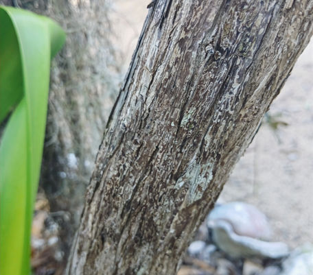 Buttonwood trunk close up 