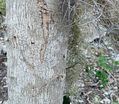 Wild Tamarind Trunk