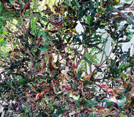 Croton of red, yellow, and orange variegated that are spirally (Big shrub plant)