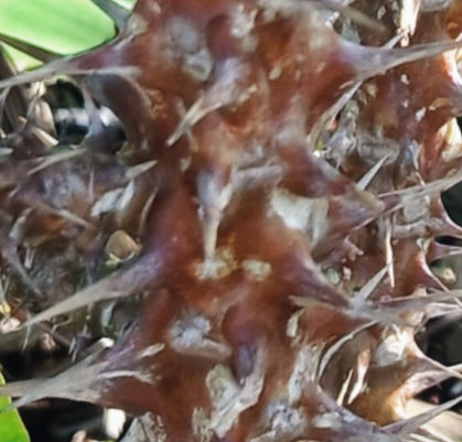 Crown of Thorns Stem (Close Up)