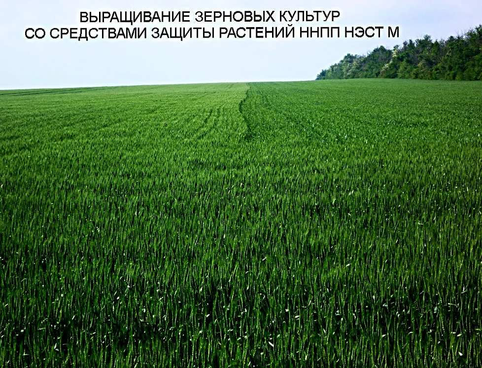 Овес Инструкция По Применению Рак Овес Инструкция По Применению Рак