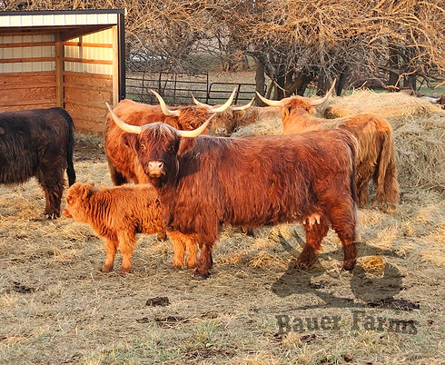 Stonehouse Fancy - Scottish Highland Cow