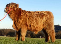 Cliadamh Mor 2nd vom Sunderberg