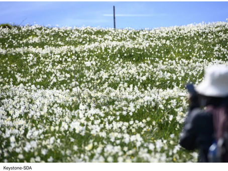 Le Canton de Vaud veut renforcer la protection des narcisses (Swissinfo).