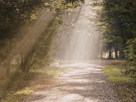 Sunlit forest path with rays of light filtering through trees. Lush green foliage and fallen leaves create a serene and peaceful atmosphere.