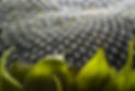 Oilseeds