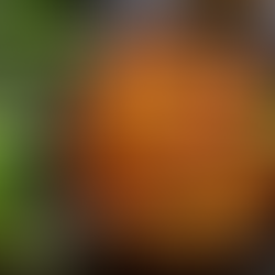 Slow Cooker Beef Stew