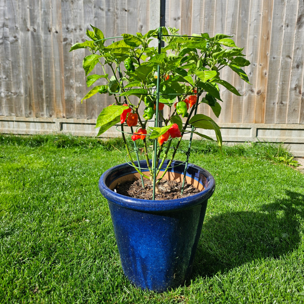 Armageddon (Chilli Seeds)