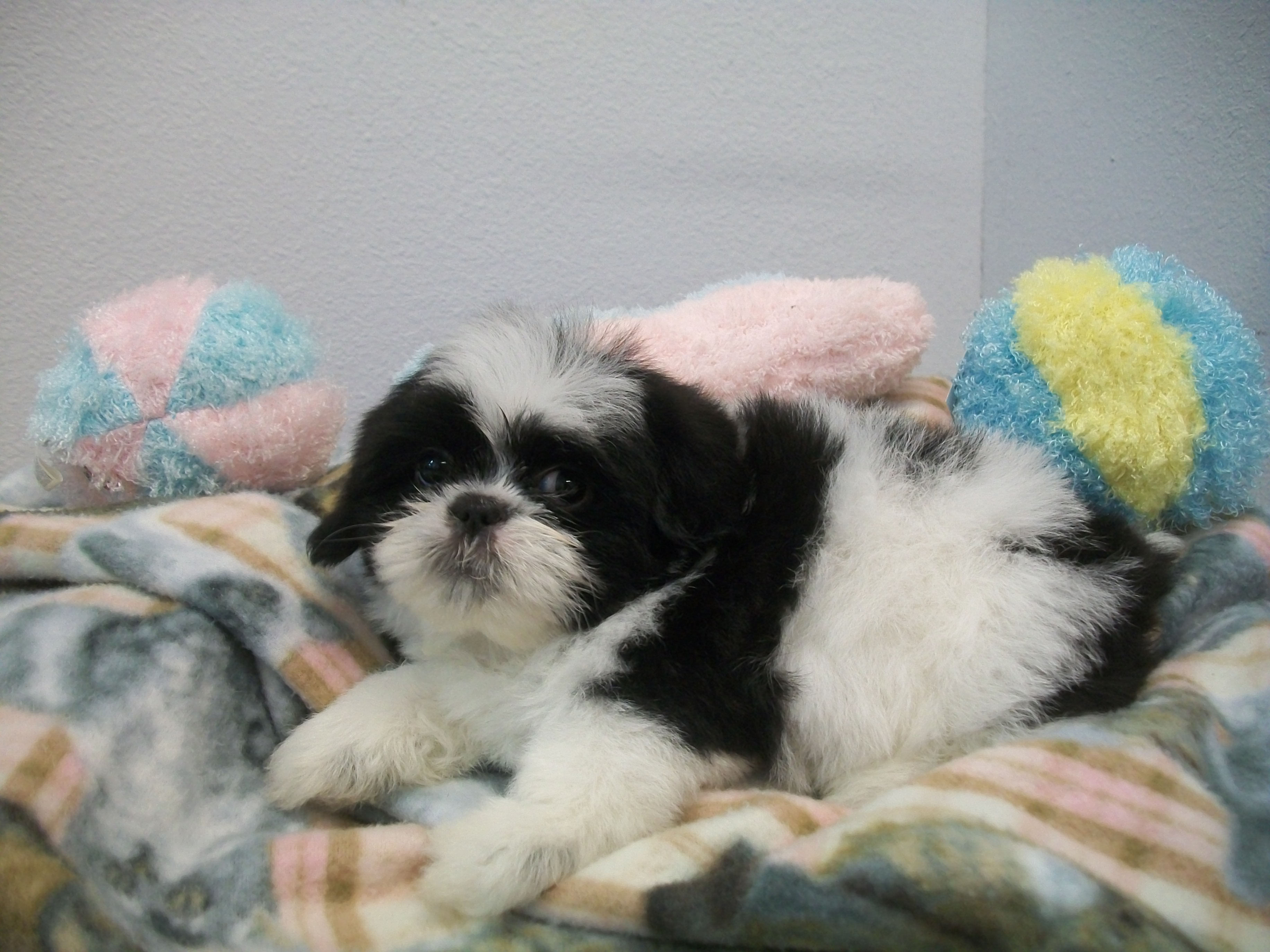 Pampered Pets - Spa & Boutique