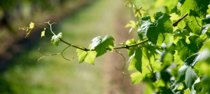Savoir déguster et exprimer ses champagnes