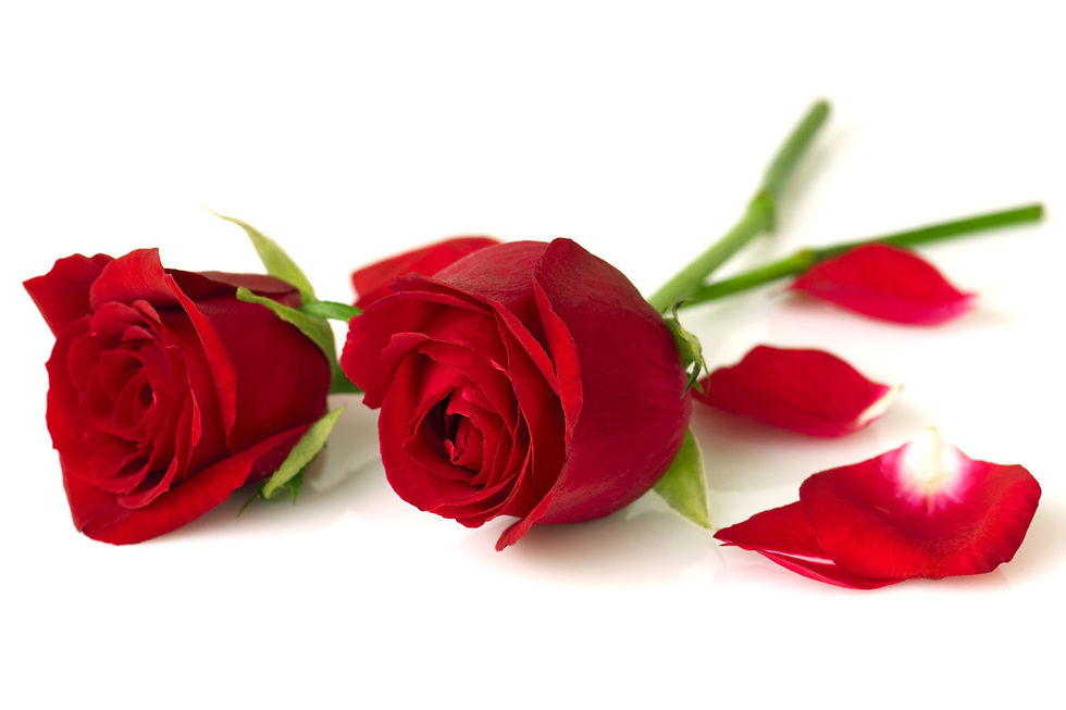 Rose = Rosa