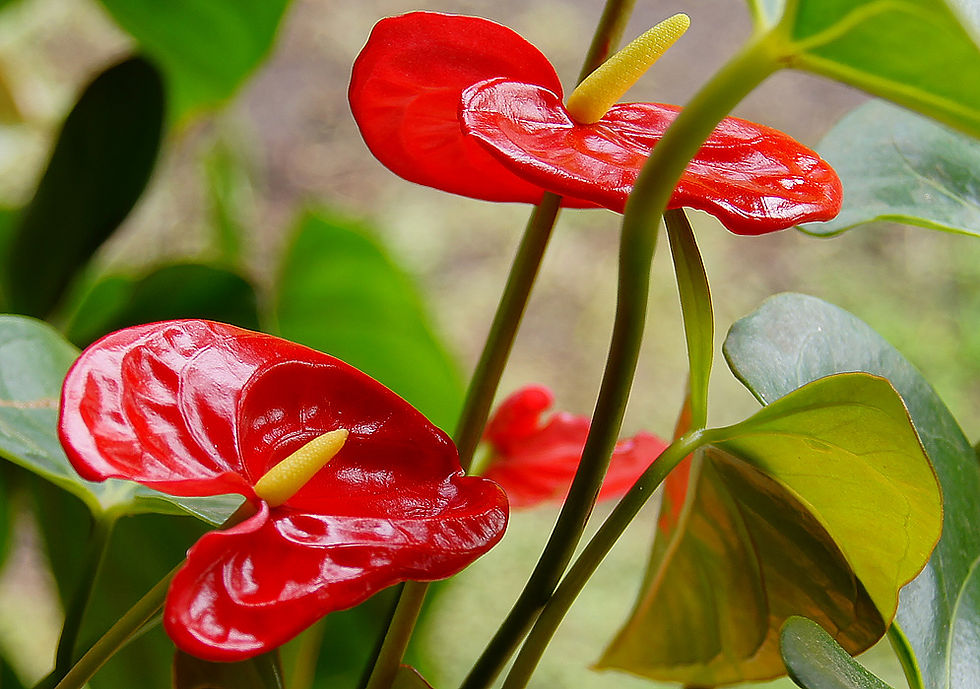 Flamingo - Anthurium