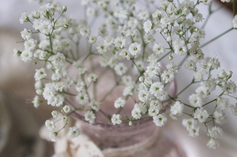 Brudeslør - Gypsophila