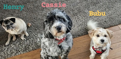 Leanne's doggy B&B Whiston LIverpool