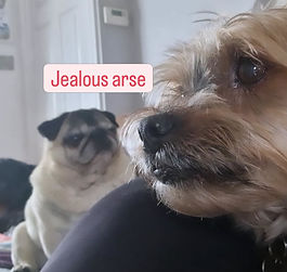 Leanne's doggy B&B