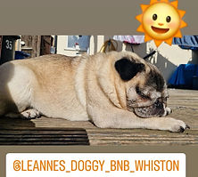 5 star rating dog minder Leanne's doggy B&B