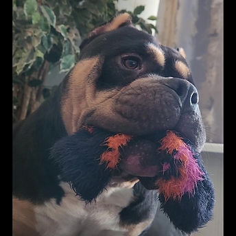 Color Bomb Bullies Nanook228a.jpg