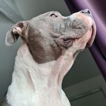 Odin107.jpg