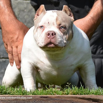 Color Bomb Bullies AKM.jpg