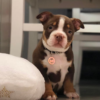 Gundabar Nokrama04.jpg