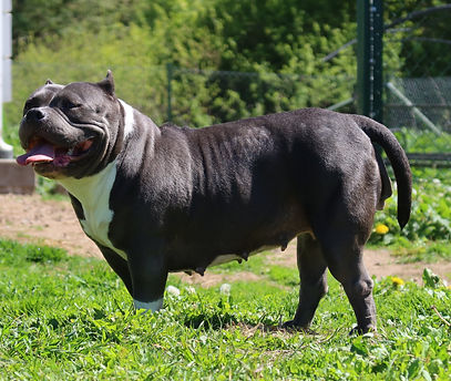 Big Dogs Romania Shams160.JPG