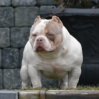 Color Bomb Bullies AKM09.jpg