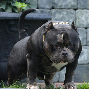Color Bomb Bullies Azog06.jpeg