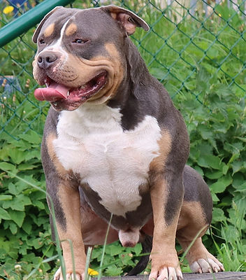 Dream Bully Romania Chaos88.JPG