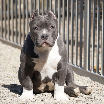 Big Dogs Romania Shams.jpg