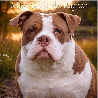 MBA Osiris - logo15a.jpg